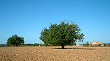 Beautiful countryside villas and country houses to rent in Majorca