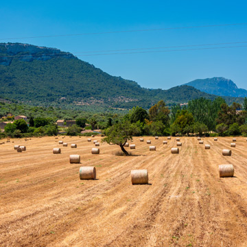 Mallorca countryside