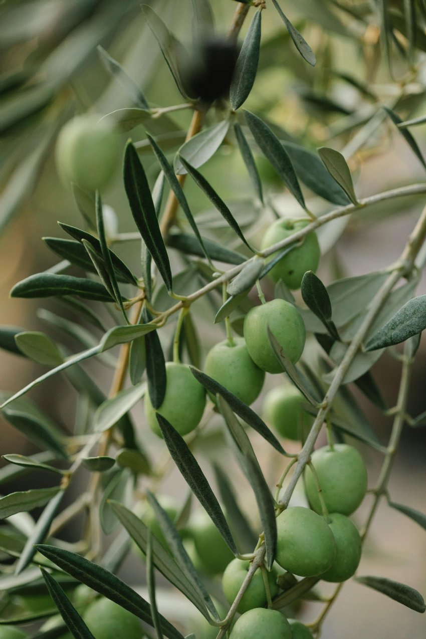 Discovering Mallorca's Autumn Olive Harvest: A Taste of Tradition and Tranquility